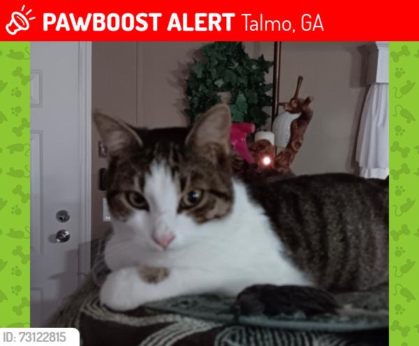 Lost Male Cat last seen Talmo Rd and Belmont Hwy, Talmo, GA 30575