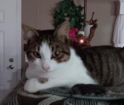 Lost Male Cat last seen Talmo Rd and Belmont Hwy, Talmo, GA 30575