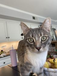 Reunited Female Cat last seen Sunnyglen Dr and Mountain Trail, Moorpark, CA 93021