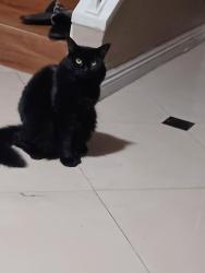 Reunited Female Cat last seen Navajo st., Perris, CA 92570