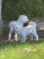 Reunited Female Dog last seen SW willow brook ave, Gresham, OR 97080