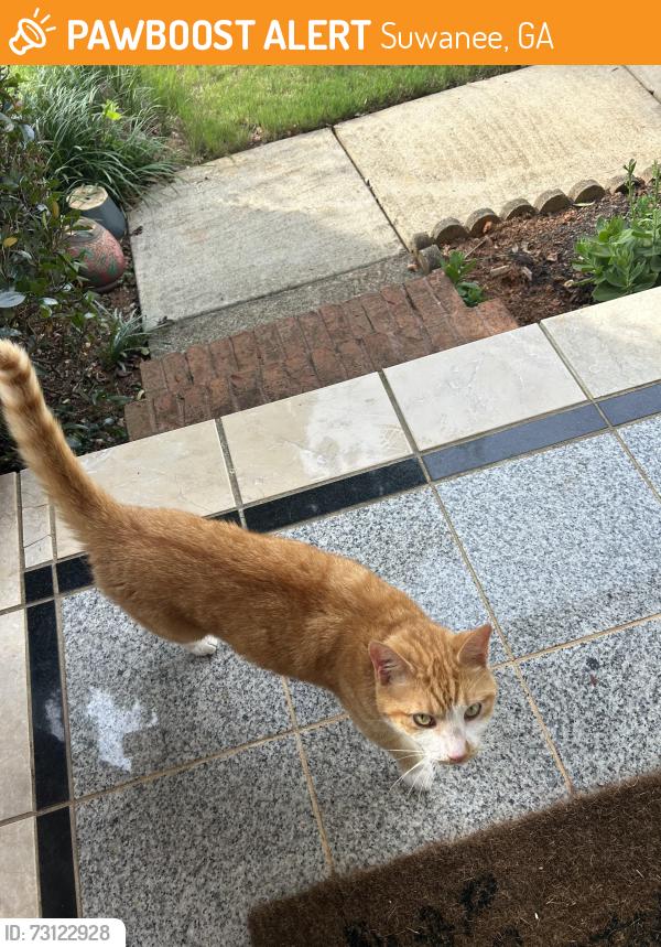 Found/Stray Unknown Cat last seen Avonlea Crossing, Suwanee, GA 30024