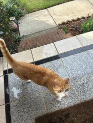 Found/Stray Unknown Cat last seen Avonlea Crossing, Suwanee, GA 30024