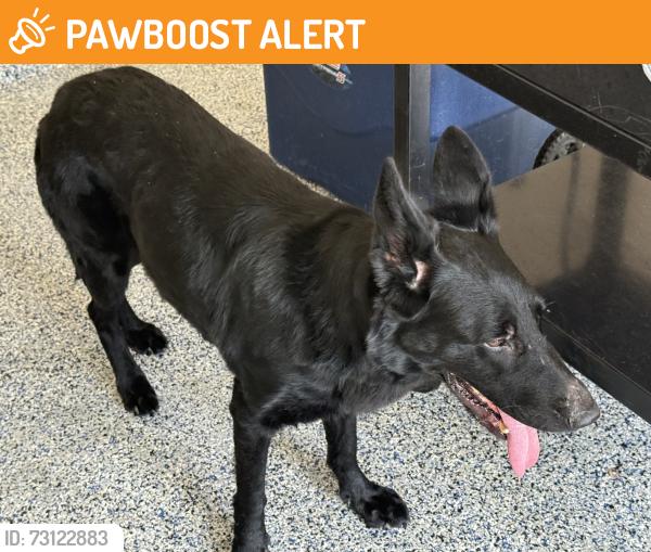 Found/Stray Female Dog last seen Highland Knolls and Mason, Highland Knolls Dr, TX 77450