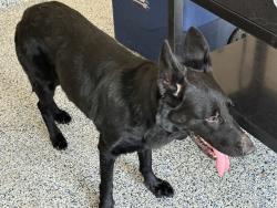 Found/Stray Female Dog last seen Highland Knolls and Mason, Highland Knolls Dr, TX 77450