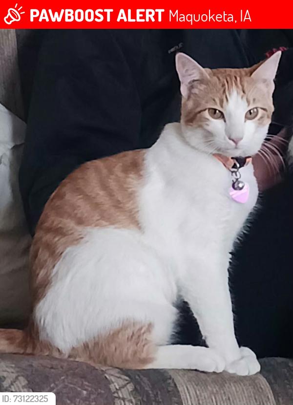 Lost Male Cat last seen Near S. 5th St. Maquoketa, IA, Maquoketa, IA 52060