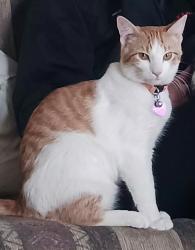Lost Male Cat last seen Near S. 5th St. Maquoketa, IA, Maquoketa, IA 52060