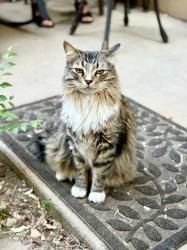 Reunited Male Cat last seen 21st Street, Colorado Springs, CO 80904