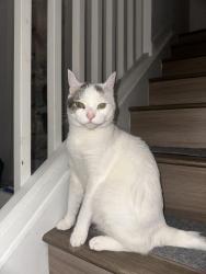 Lost Male Cat last seen Avon park, Port St. Lucie, FL 34952