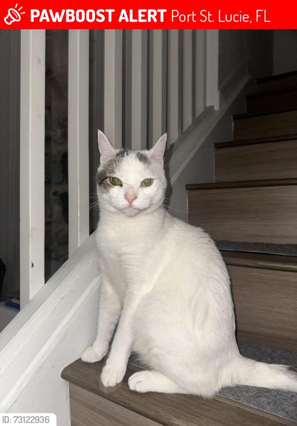 Lost Male Cat last seen Avon park, Port St. Lucie, FL 34952