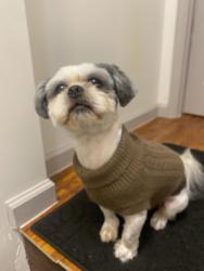 Reunited Male Dog last seen Near University Pkwy Macon, GA 31206, Macon, GA 31206