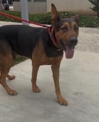 Found/Stray Male Dog last seen 92nd and Graham Ave los angeles, Florence-Graham, CA 90002