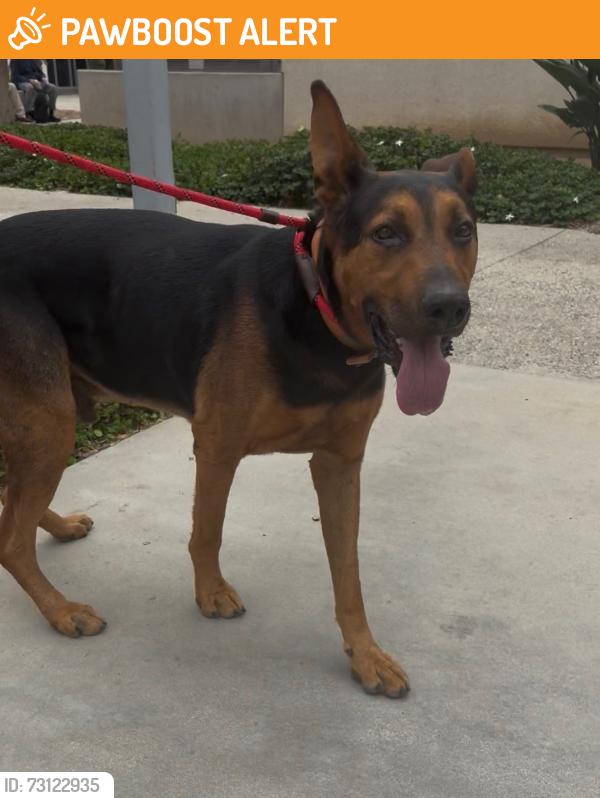 Found/Stray Male Dog last seen 92nd and Graham Ave los angeles, Florence-Graham, CA 90002