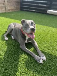 Reunited Female Dog last seen McCalla Rd, Bessemer, AL 35022