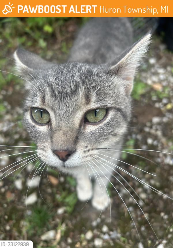 Found/Stray Male Cat last seen Otter and Judd, Huron Township, MI 48164