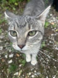 Found/Stray Male Cat last seen Otter and Judd, Huron Township, MI 48164