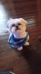 Lost Male Dog last seen D ST, Chula Vista, CA 91910