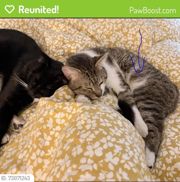Reunited Male Cat last seen Plaza Saibt-Hubert, Montréal, QC H2S 2L2