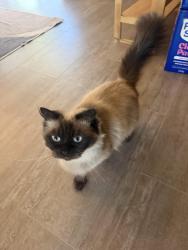 Reunited Female Cat last seen Rollingwood Court and Deedham Drive, San Jose, CA 95148