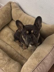 Lost Female Dog last seen Near N State St, Hemet, CA 92543