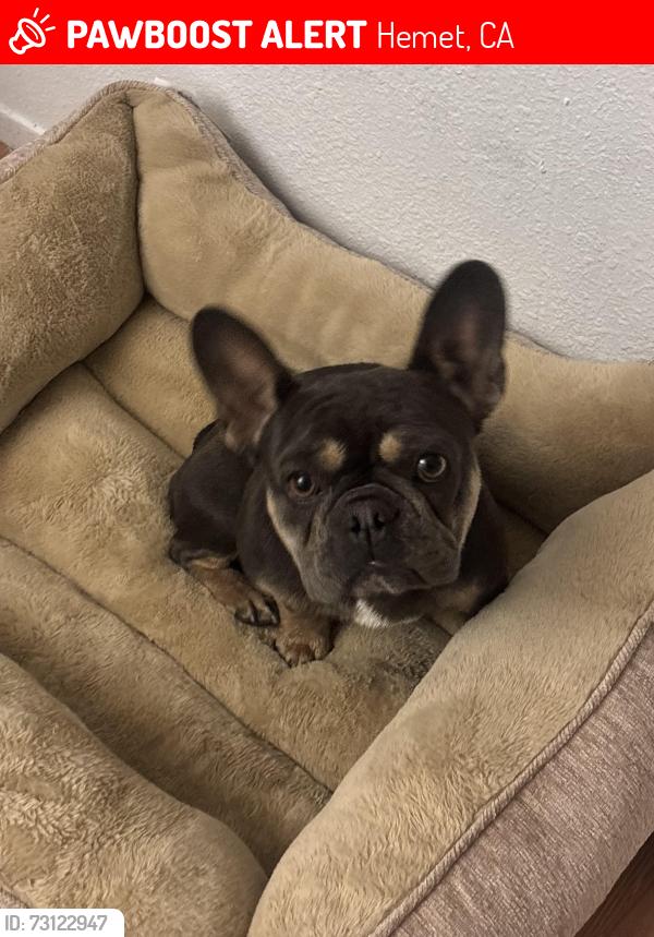 Lost Female Dog last seen Near N State St, Hemet, CA 92543