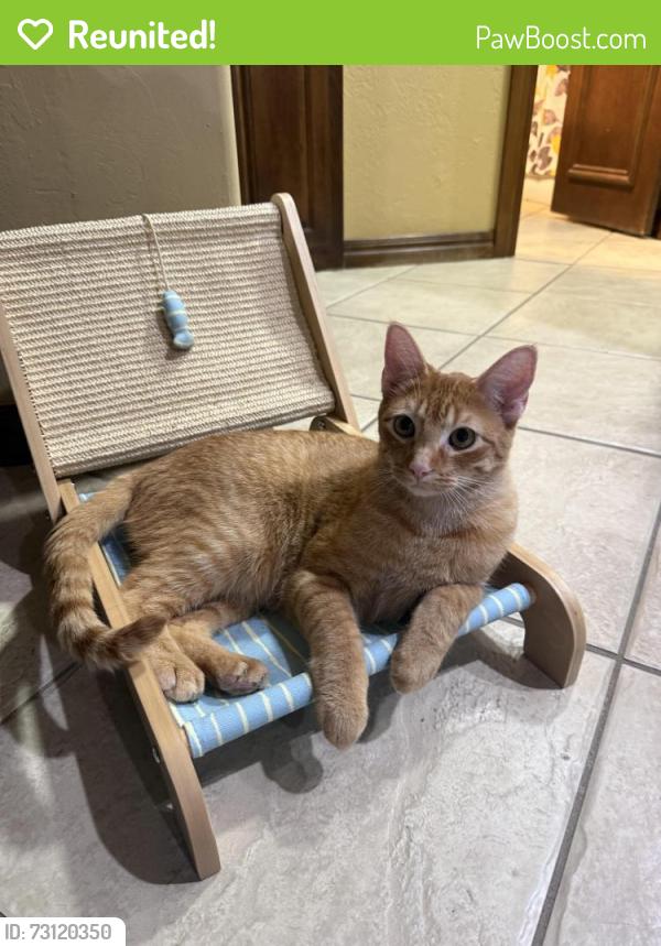 Reunited Male Cat last seen N MacArthur blvd and Nw 62nd St, Warr Acres, OK 73122