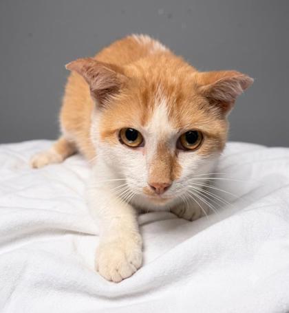 Shelter Stray Male Cat last seen Near Norwood St, COUNTY, SC, 150 Dexter Rd, Spartanburg, SC 29303, USA