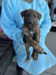 Shelter Stray Male Dog last seen S Elm Ave & W Davis Ave, Riverdale Zone Fresno CO 1B 93656, CA, 1510 W Dan Ronquillo Dr, Fresno, CA 93706, USA
