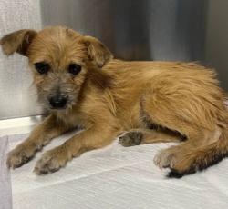 Shelter Stray Male Dog last seen S Hayes Ave & W California Ave, Fresno Zone Fresno CO 1A 93706, CA, 1510 W Dan Ronquillo Dr, Fresno, CA 93706, USA