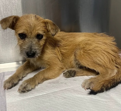 Shelter Stray Male Dog last seen S Hayes Ave & W California Ave, Fresno Zone Fresno CO 1A 93706, CA, 1510 W Dan Ronquillo Dr, Fresno, CA 93706, USA
