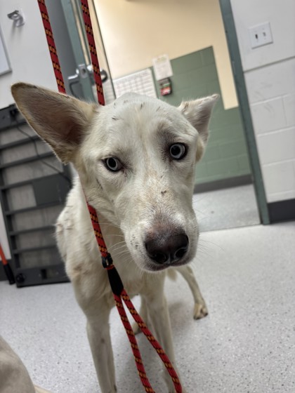 Shelter Stray Female Dog last seen Foothill Blvd and 27th Ave, Oakland, CA, 1101 29th Ave, Oakland, CA 94601, USA