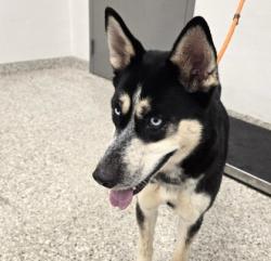 Shelter Stray Female Dog last seen Near Old NC 27, County/Unicorporated, NC, 1491 Business Park Ct, Gastonia, NC 28052, USA