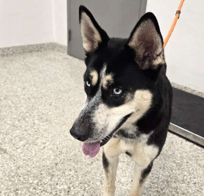 Shelter Stray Female Dog last seen Near Old NC 27, County/Unicorporated, NC, 1491 Business Park Ct, Gastonia, NC 28052, USA