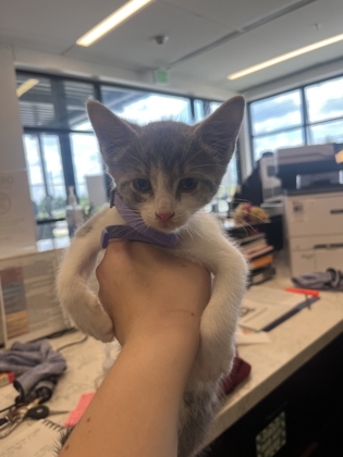 Shelter Stray Male Cat last seen Near Woodward RD, Atlanta, GA, 1251 Fulton Industrial Blvd NW, Atlanta, GA 30336, USA