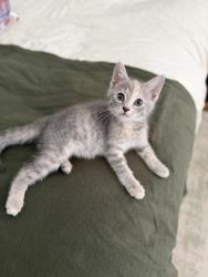 Shelter Stray Female Cat last seen Near Ward Road, Union City, GA, 1251 Fulton Industrial Blvd NW, Atlanta, GA 30336, USA