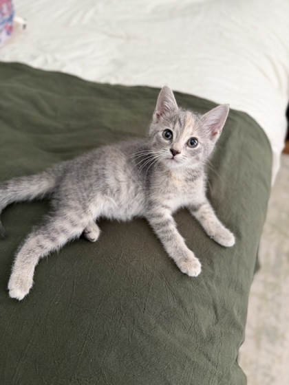 Shelter Stray Female Cat last seen Near Ward Road, Union City, GA, 1251 Fulton Industrial Blvd NW, Atlanta, GA 30336, USA