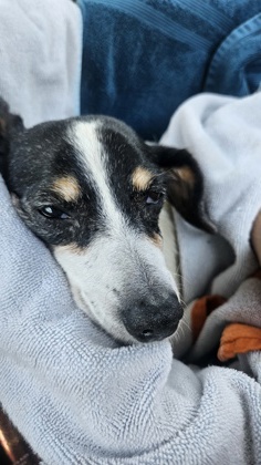 Shelter Stray Female Dog last seen Near Panola Rd, 30038, GA, 3280 Chamblee Dunwoody Rd, Chamblee, GA 30341, USA