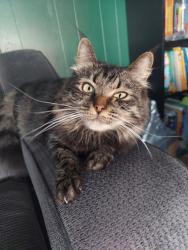 Reunited Male Cat last seen Near S 175 E, Washington Terrace, UT 84405