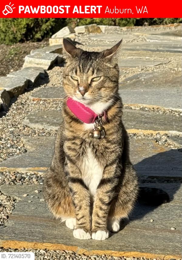 Lost Female Cat last seen 53rd Ave South and South 297th Place, Auburn, WA 98001