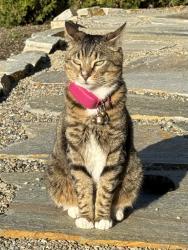 Lost Female Cat last seen 53rd Ave South and South 297th Place, Auburn, WA 98001