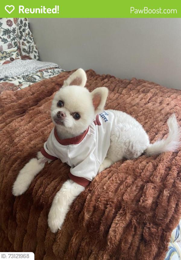 Reunited Male Dog last seen Harrodsburgh Rd, Lexington, KY 40503