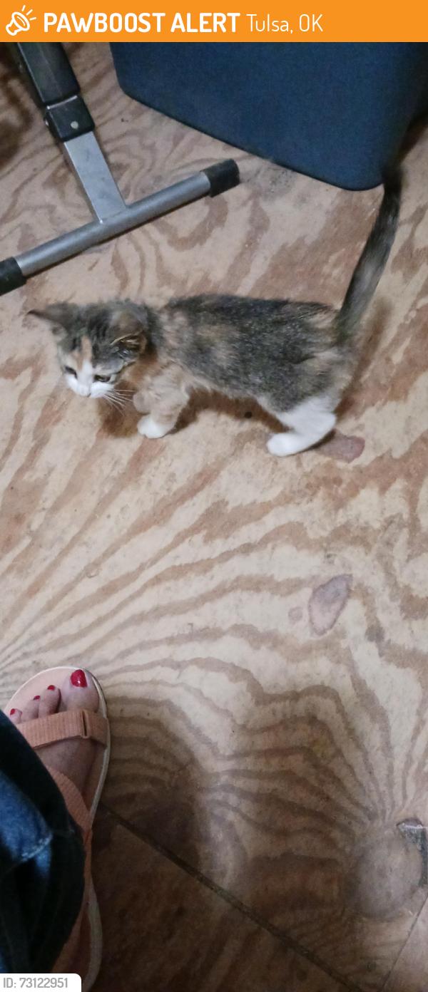 Found/Stray Female Cat last seen 1/2 mile from post office on S. 42nd W. Ave, Tulsa, OK 74107
