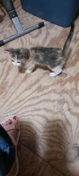 Found/Stray Female Cat last seen 1/2 mile from post office on S. 42nd W. Ave, Tulsa, OK 74107