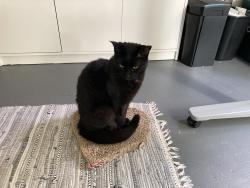 Lost Female Cat last seen Moeser Lane / Liberty Court, El Cerrito, CA 94530