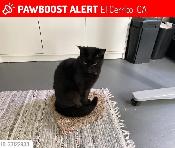 Lost Female Cat last seen Moeser Lane / Liberty Court, El Cerrito, CA 94530