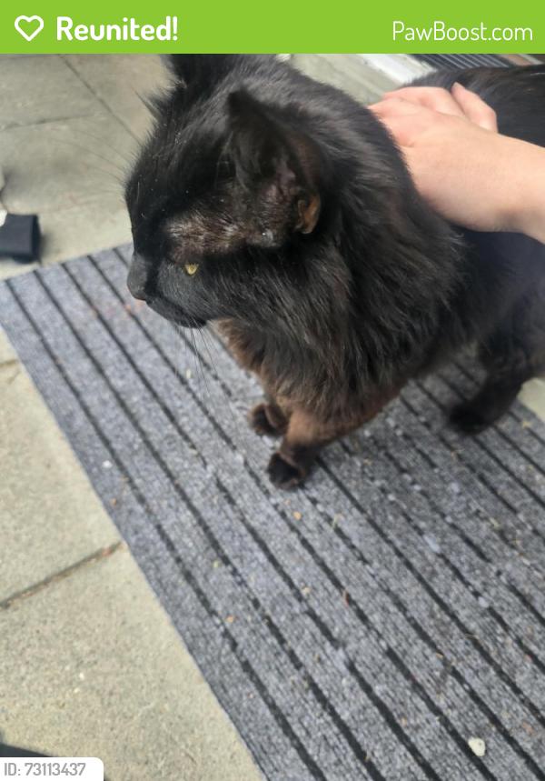 Reunited Female Cat last seen Right next to judkins park, Seattle, WA 98144
