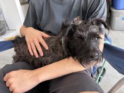 Found/Stray Male Dog last seen Timber Switch Rd, Cleveland, TX 77328