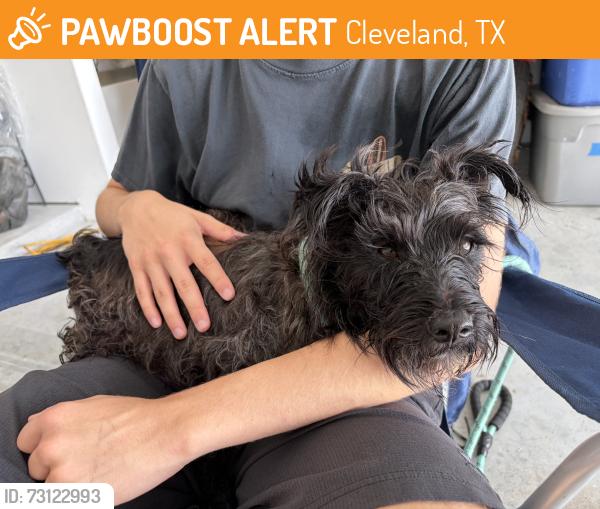 Found/Stray Male Dog last seen Timber Switch Rd, Cleveland, TX 77328
