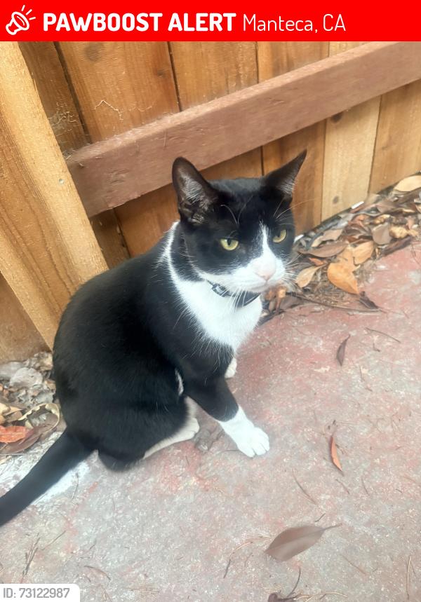 Lost Male Cat last seen Lovelace rd, Manteca, CA 95336