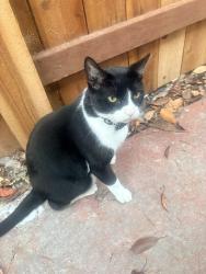 Lost Male Cat last seen Lovelace rd, Manteca, CA 95336